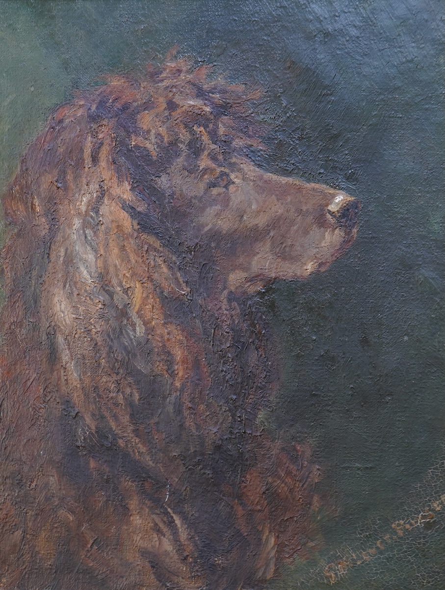 English School, (early 20th century), A portrait of an Irish Water Spaniel
